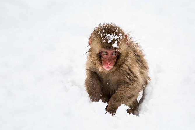 1-Day Snow Monkeys, Zenko-ji Temple & Sake in Nagano - Transport keeps a complicated day manageable