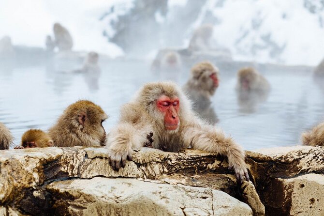 1-Day Snow Monkeys, Zenko-ji Temple & Sake in Nagano - Winter, spring, and autumn offer different monkey sightings