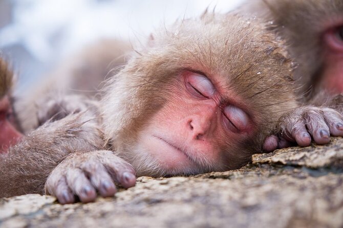 1-Day Snow Monkeys, Zenko-ji Temple & Sake in Nagano - Zenko-ji Temple gives the day a strong start