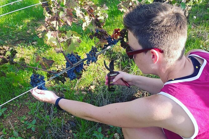 2 Wineries Small Group Tour with Free Hotel PickUp from Sitges - Caves Romagosa Torne and its nine generations of cava