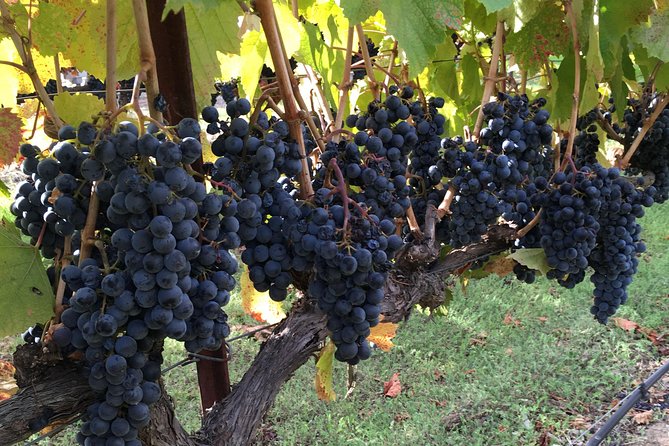 6 Hour Napa or Sonoma Valley Wine Tour by Private SUV - What the $390 price really means