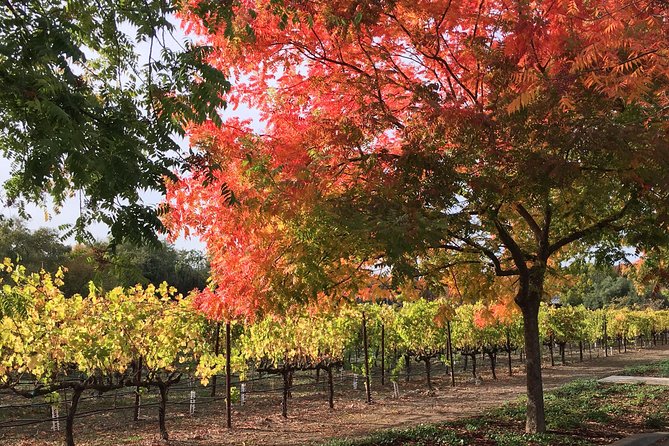 6 Hour Napa or Sonoma Valley Wine Tour by Private SUV - Napa Valley: polished wine country and efficient routing