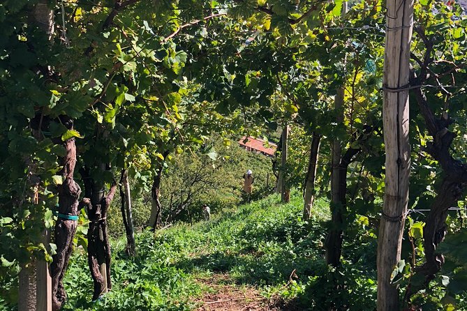 A Sparkling Day in the Prosecco Hills from Venice - Conegliano and the second four-wine tasting