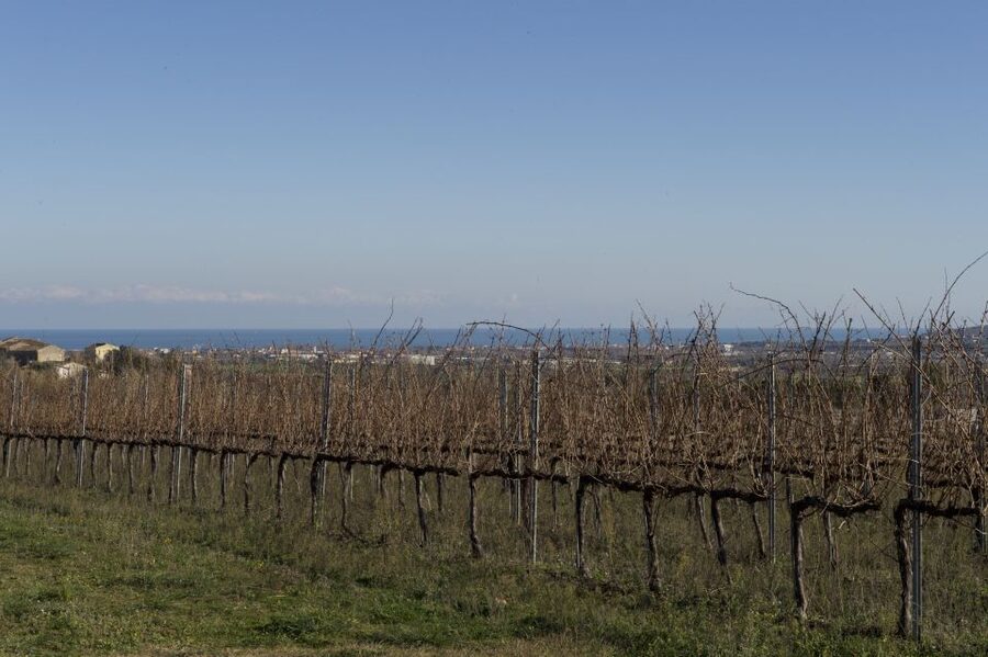 Abruzzo: Historic Cellar Wine Tour and Tasting - Olive oil, bruschetta, and the best part of the tasting