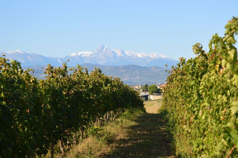 Abruzzo: Historic Cellar Wine Tour and Tasting - From vineyards and olive groves to the cellar