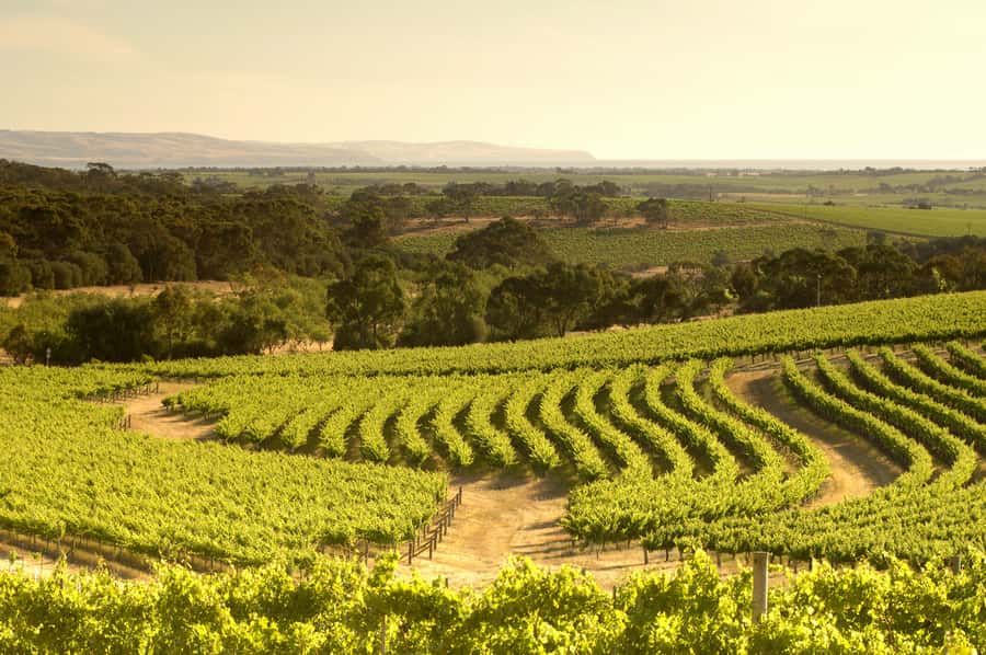 Adelaide: Half-day McLaren Vale & Glenelg Wine Tasting Tour - A simple plan for making the most of it