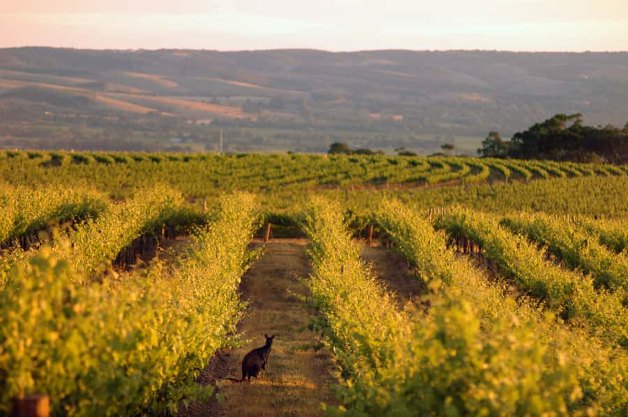 Adelaide: Highlights, Hahndorf & McLaren Vale Wine Tasting - Hahndorf gives you two hours to set your own pace