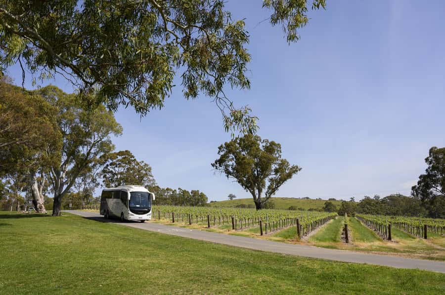Adelaide: Small Group Tour of Barossa, Wineries with Lunch - Chateau Tanunda adds history and old vines