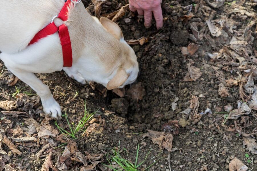 Alba: Truffle Hunting with Cheese, Truffle, & Wine Tastings - A real truffle hunt near Monforte d’Alba