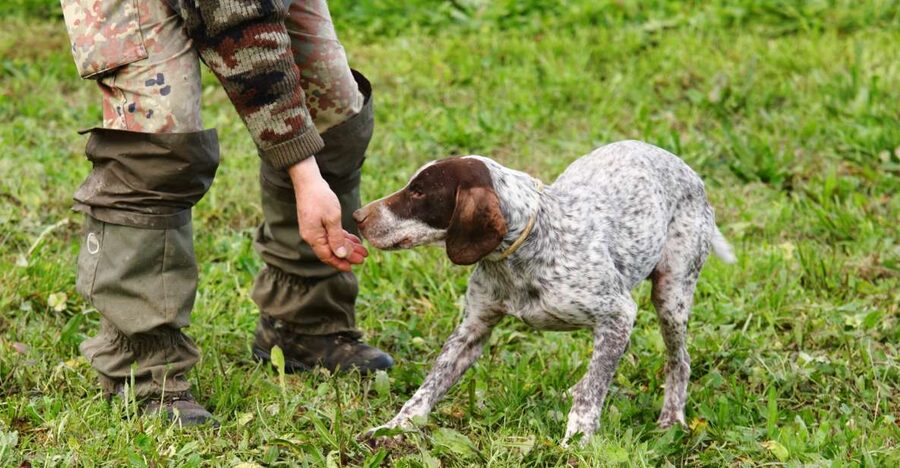 Alba: Truffle Hunting with Cheese, Truffle, & Wine Tastings - What the dogs teach you about truffles