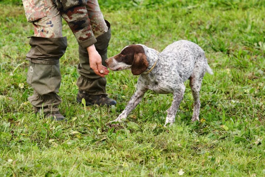 Alba: Truffle Hunting with Cheese, Truffle, & Wine Tastings - From the woods to Mon Vino