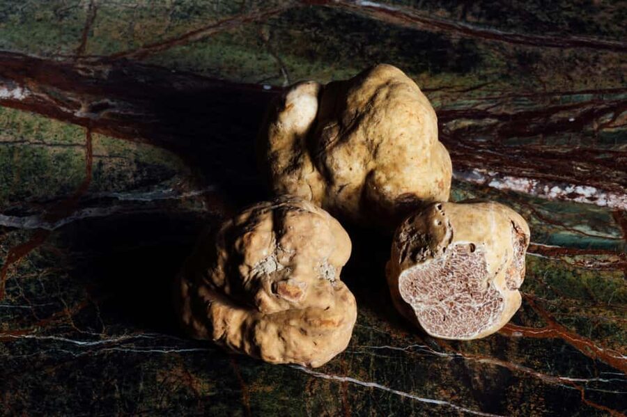 Alba: Truffle Hunting with Cheese, Truffle, & Wine Tastings - Should you book it?