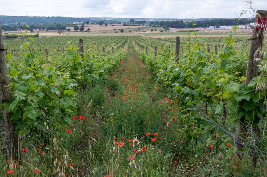 Alberobello: Winery Tour with Wine and Food Tasting - How much wine and food will you receive?