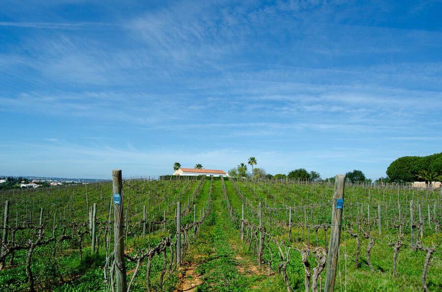 Albufeira: City Highlights & WINE TASTING - Is $67 a fair price?
