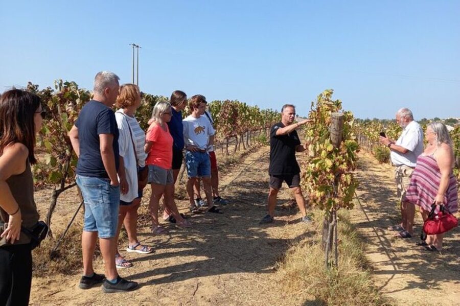 Albufeira/Vilamoura: Winery Tour with Wine Tasting and Tapas - From Albufeira streets to the vineyard