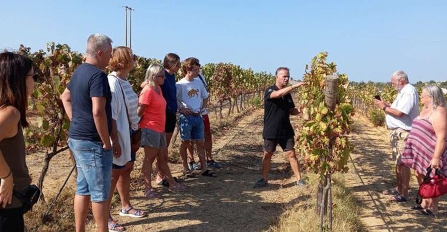Albufeira/Vilamoura: Winery Tour with Wine Tasting and Tapas - Tapas that pair well, but do not replace lunch