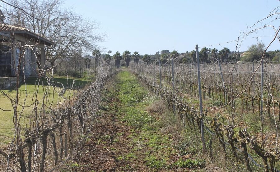 Alcúdia/Can Picafort: Guided Vineyard Visit and Wine Tasting - Getting there from Alcúdia, Playa de Muro, or Can Picafort