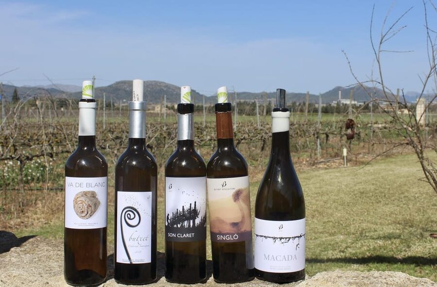 Alcúdia/Can Picafort: Guided Vineyard Visit and Wine Tasting - From the barrel room to the tasting terrace