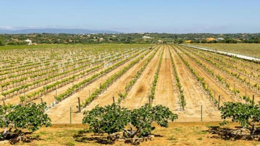 Algarve: Classic Wine Tour & Tasting in Silves - A family winery with Algarve roots
