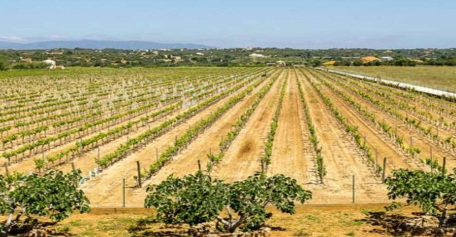 Algarve: Classic Wine Tour & Tasting in Silves - What happens during the 1.5-hour visit