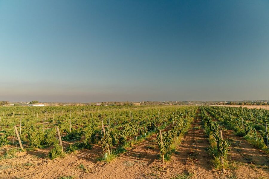Algarve: Classic Wine Tour & Tasting in Silves - What the guides add to the experience