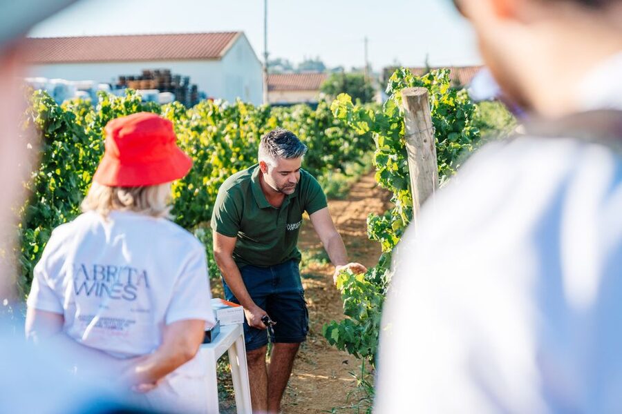 Algarve: Classic Wine Tour & Tasting in Silves - Getting there from the Algarve