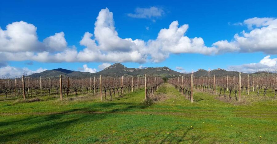 Alghero: wine tasting w/ local aperitif in the vineyard - Key points to know before you book