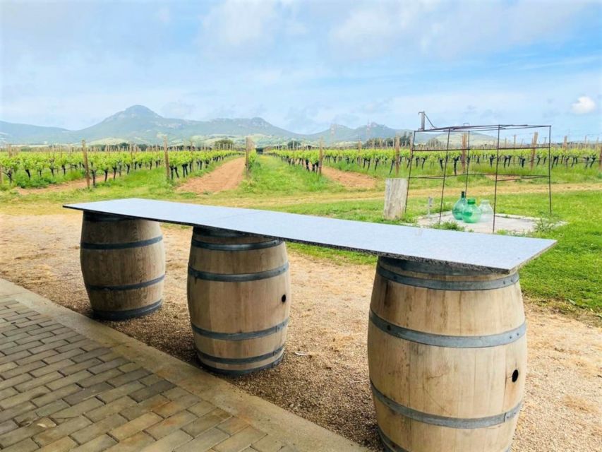 Alghero: wine tasting w/ local aperitif in the vineyard - Four wines, two glasses, and a useful introduction