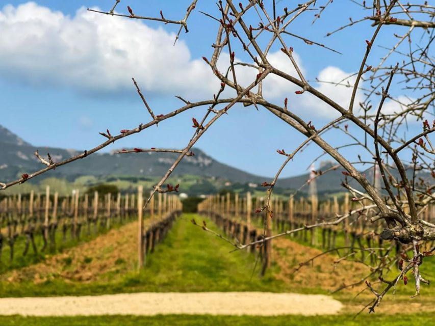 Alghero: wine tasting w/ local aperitif in the vineyard - What the $61 price really buys you