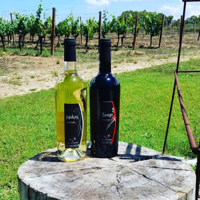 Alghero: wine tasting w/ local aperitif in the vineyard - Who will enjoy this most