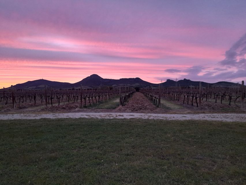 Alghero: wine tasting w/ local aperitif in the vineyard - The vineyard and cellar walk