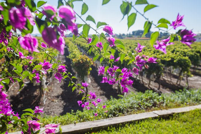 Alicante: Small-Group Countryside Wine Tour with 4 Tastings - Touring the family winery and its old grounds