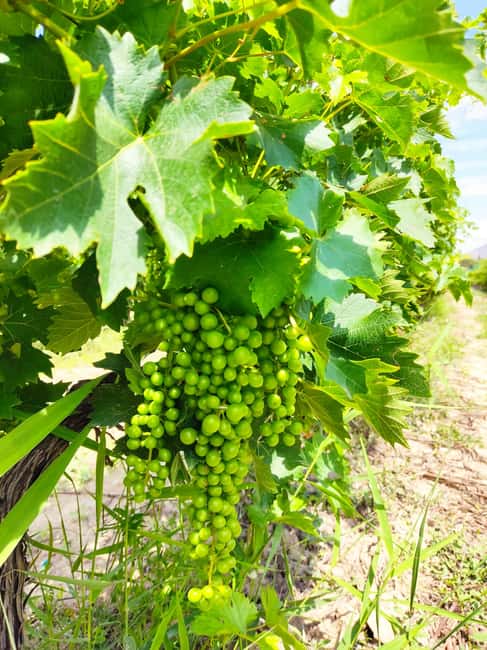 Alicante: Small-Group Countryside Wine Tour with 4 Tastings - Four wines, light snacks, and time to talk