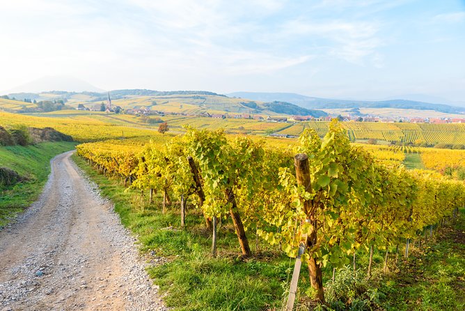 Alsace: Half-Day Wine Tour from Colmar - The guide and the small-group setting