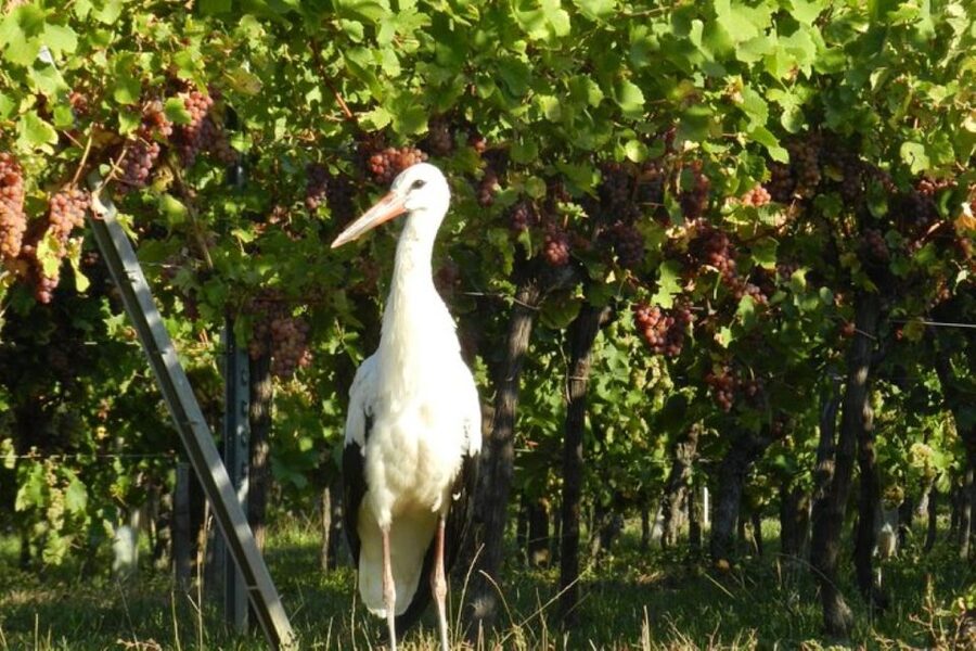 Alsace: Half-Day Wine Tour from Colmar - The Mercedes van and meeting point