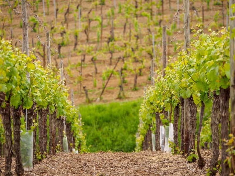 Alsace Half-Day Wine Tour from Strasbourg - Leaving Strasbourg for Obernai