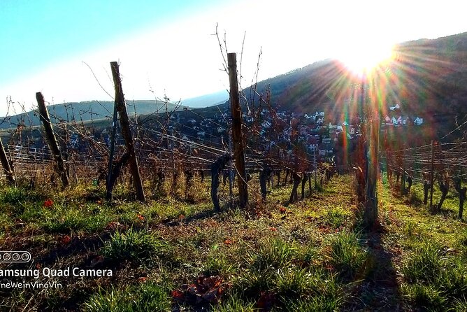Alsace wine tour and medieval villages. Small group guided tour - Ribeauville, castles, and old village streets