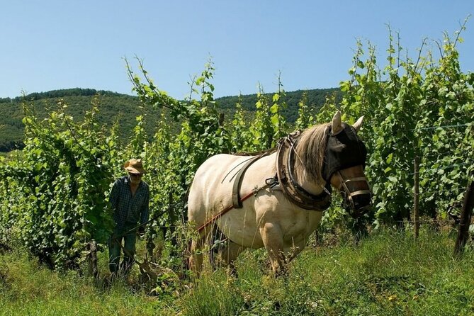 Alsace wine tour and medieval villages. Small group guided tour - Kientzheim and the family winery experience