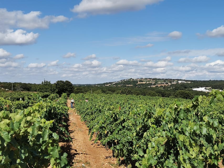 Apulia: Guided Wine Tasting with Local Appetizers - Key points before you book