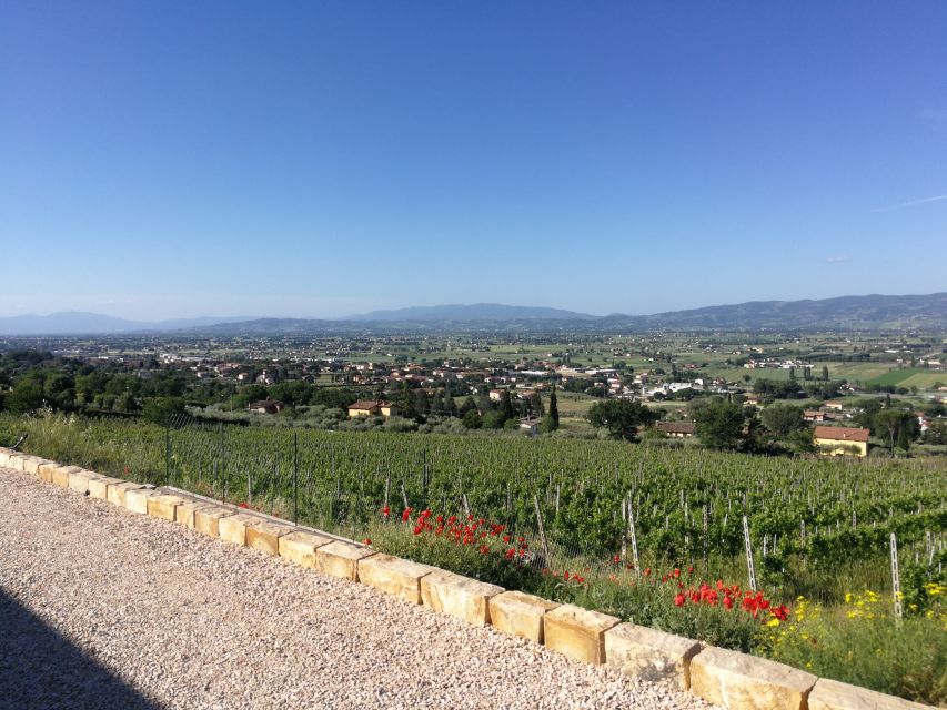 Assisi: Organic Balsamic Vinegar, Olive Oil & Wine Tour - What makes this Assisi tasting worth your time