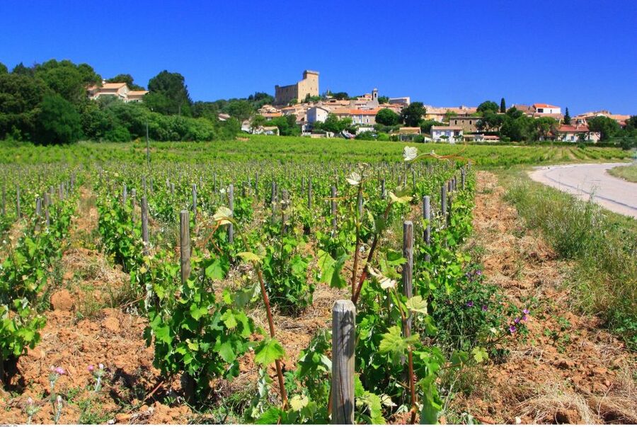 Avignon: Full-Day Wine Tour around Châteauneuf-du-Pape - From Avignon to the Rhône vineyards
