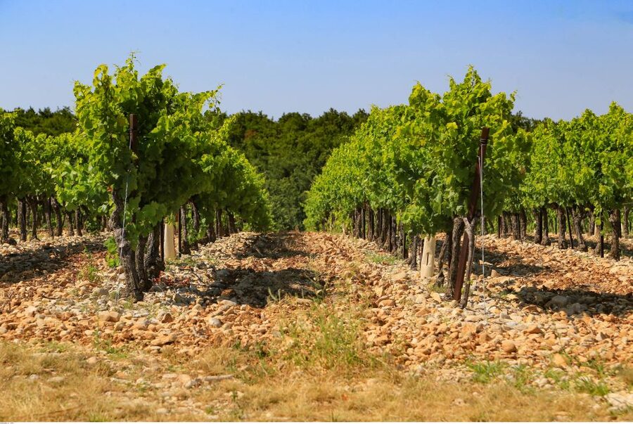 Avignon: Full-Day Wine Tour around Châteauneuf-du-Pape - A lunch worth building into the day