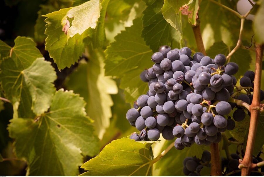 Avignon: Full-Day Wine Tour around Châteauneuf-du-Pape - What $188 buys you
