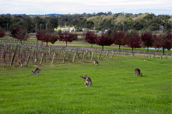 Award-Winning Hunter Valley Wine & Cheese Tour from Sydney - Buying bottles without the pressure