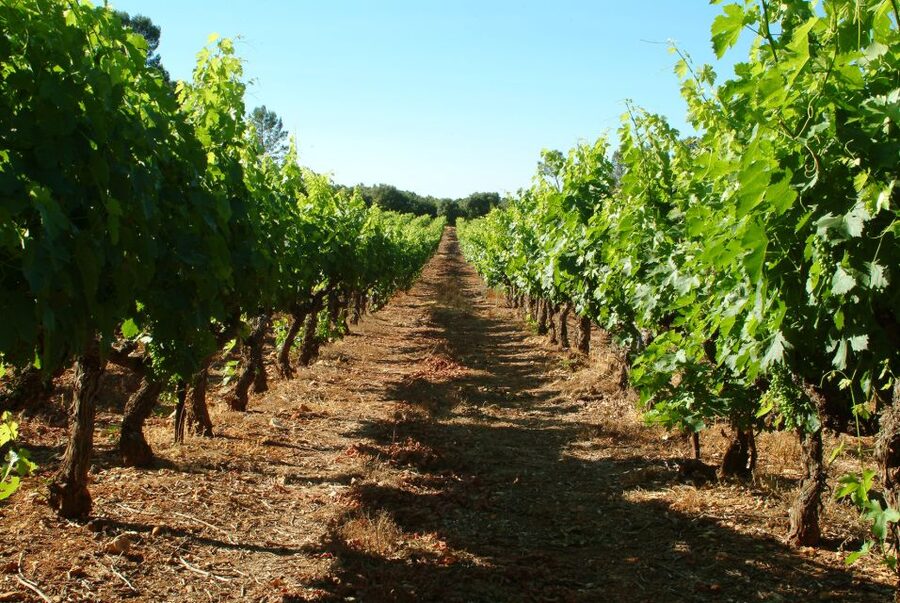 Bandol and Cassis: Full Day Wine Tour from Marseille - Cassis, the first taste of Provence by the sea
