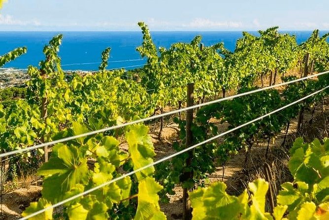 Barcelona eBike Beach Private Tour to Vineyards & Picnic - The train return is practical, not elegant