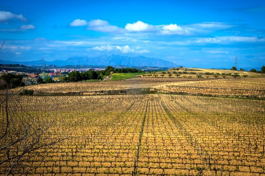 Barcelona: Guided Half-Day Wine and Electric Bike Tour - Riding through vineyards, woods, and wine country