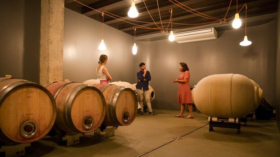 Bardolino: Vineyard Tour with Wine and Food Tasting - Who should book this Bardolino winery tour?