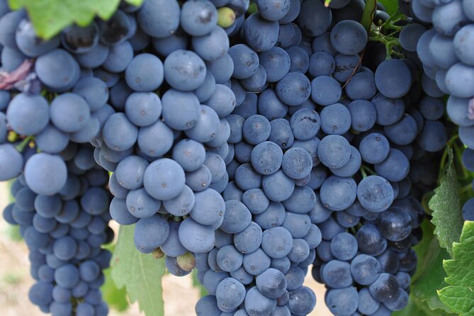 Barossa and Hahndorf Wine Tasting and Sightseeing Tour - Two South Australian regions in one long day