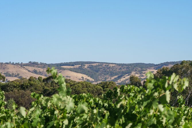 Barossa Bespoke Tours-A private, wine tour to the Barossa Valley - Why this private Barossa tour feels different